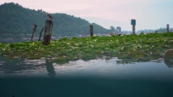 Pájaro Sentado Poste Madera Con Planta Sagrada Loto Flotando Lago — Vídeo de stock