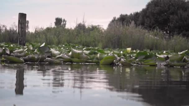 Rozważania Jeziorze Lilii Wodnych Rozkwicie Ciągu Dnia Zbliżenie — Wideo stockowe