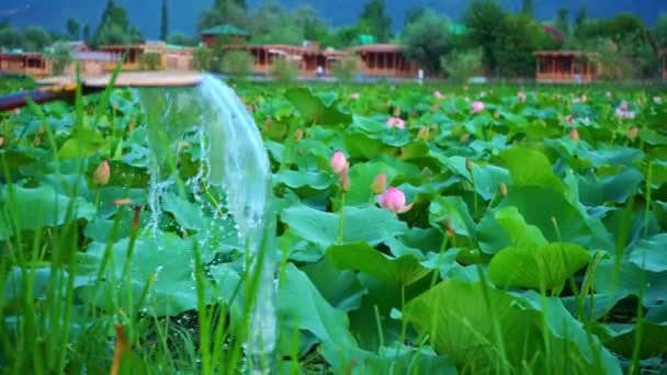2014 Boat Paddle Splashing Water Dense Landscape Sacred Lotus Pond — 비디오