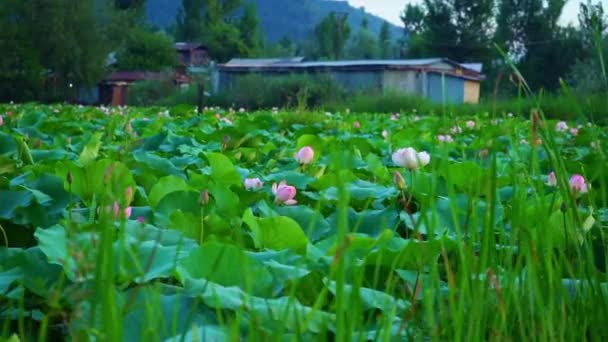 Landschap Van Nelumbo Nucifera Heilige Lotus Het Voorjaar Sluiten — Stockvideo