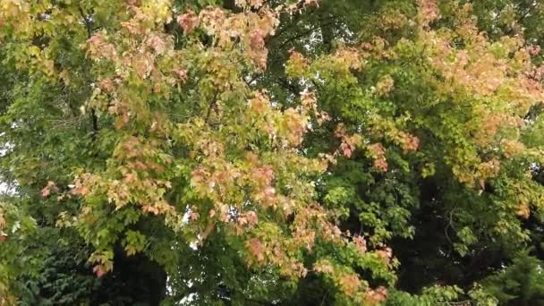 紅葉は緑から紅葉へと変化し 秋の訪れを告げます — ストック動画