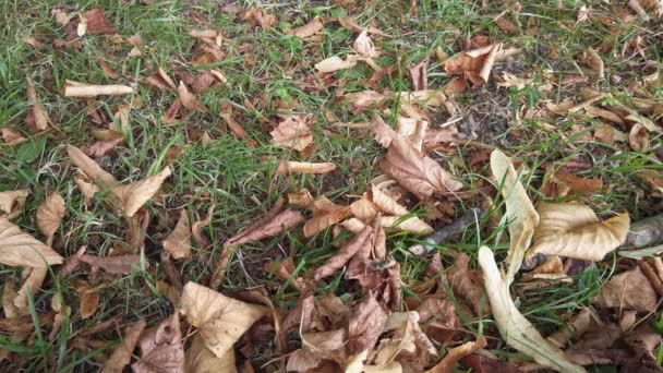 Folhas Cor Castanho Caído Deitado Grama Denotando Início Outono — Vídeo de Stock