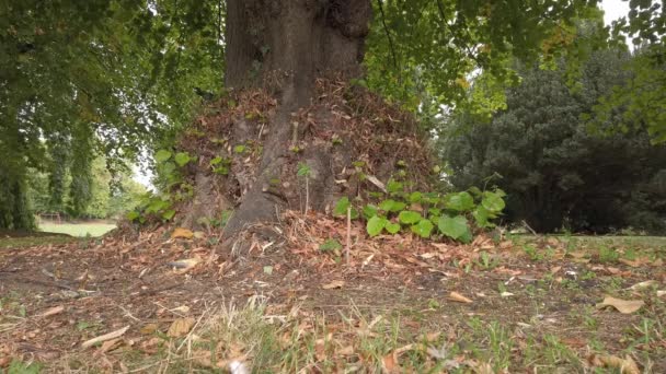 Umgestürzte Blätter Und Getrocknetes Gras Fuß Eines Baumes Markieren Den — Stockvideo