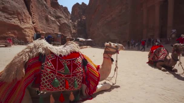 Καμήλες Που Αναπαύονται Κοντά Στο Ναό Khazneh Θησαυροφυλάκιο Στα Ερείπια — Αρχείο Βίντεο