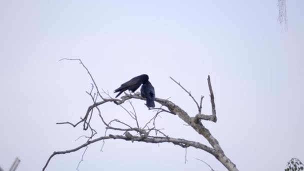 Δύο Μαύρα Πουλιά Σκαρφαλωμένα Ένα Κλαδί Δέντρου Γκρι Φόντο Του — Αρχείο Βίντεο