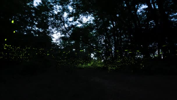 Проміжок Часу Казки Світлячків Освітлюють Деревний Навіс Лісі — стокове відео