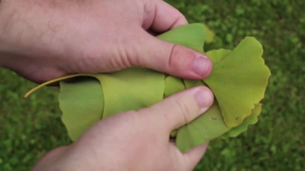 Ein Mann Zeigt Ginkgo Biloba Blätter Die Während Der Herbstsaison — Stockvideo
