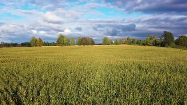 バイオマス生産のための成長トウモロコシ 黄金の時間表示 フィールド上のニンバス雲 — ストック動画