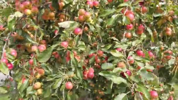 Manzanas Cangrejo Rosadas Rojas Colgando Del Árbol Listas Para Ser — Vídeos de Stock