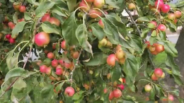 Olgun Kırmızı Pembe Elmalar Serin Bir Sonbahar Gününde Rüzgarda Hareket — Stok video