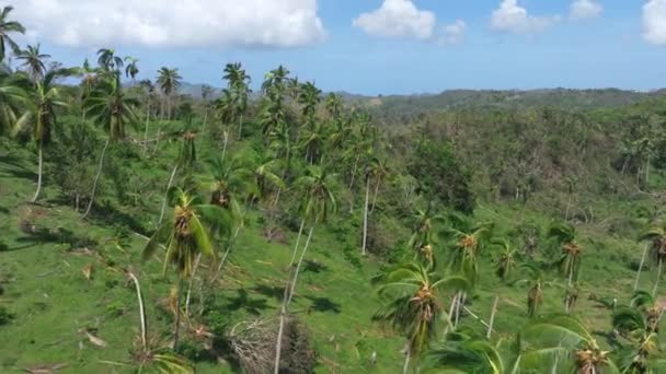 Luchtfoto Naar Voren Palmbomen Ontworteld Door Woede Van Fiona Orkaan — Stockvideo