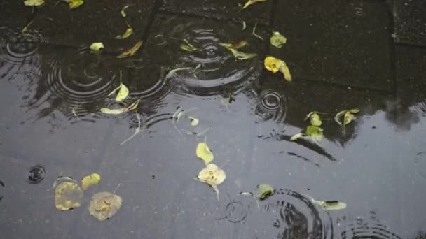 Дождливый День Городе Дождь Пруду — стоковое видео