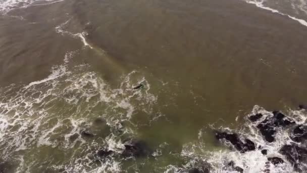 Vista Aérea Surfista Que Entra Mar Agitado Oceano Atlântico Punta — Vídeo de Stock