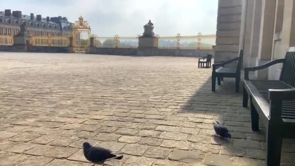法国巴黎凡尔赛宫金门皇家庭院中的鸽子 — 图库视频影像
