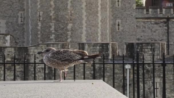 Gray Seagull Standing One Leg Relaxing Stone Fence Tower London — Stock Video