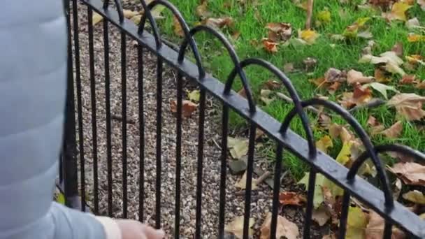 城市松鼠跳过城市栅栏跑进公园 — 图库视频影像