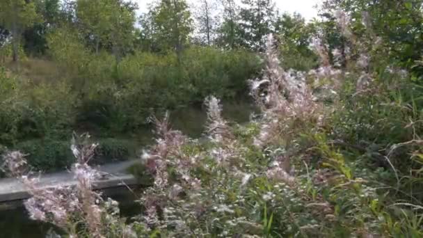 Nasiona Dmuchane Przez Wiatr Rosebay Willowherb Rośnie Wzdłuż Kanału Rzeki — Wideo stockowe