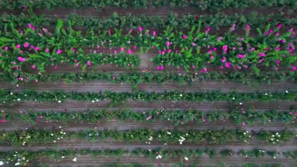 Aérea Cima Para Baixo Fazenda Cultivo Flores Industriais Para Venda — Vídeo de Stock