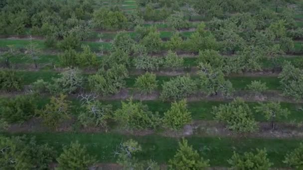 農場で放棄された果物の果樹園の木の行の空中 戦争の果実 ウクライナ — ストック動画