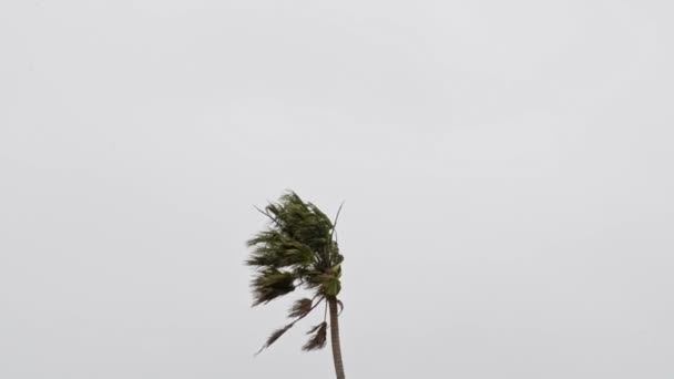 Пальмове Дерево Сильному Вітрі Перед Сірими Хмарами Портативний Вигляд Під — стокове відео