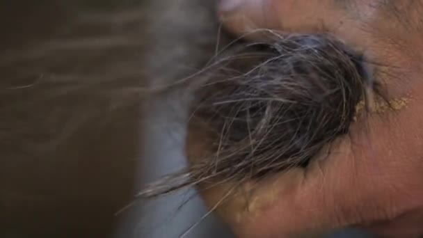 闭合男性手在黏土混合物中放入马毛成分 — 图库视频影像