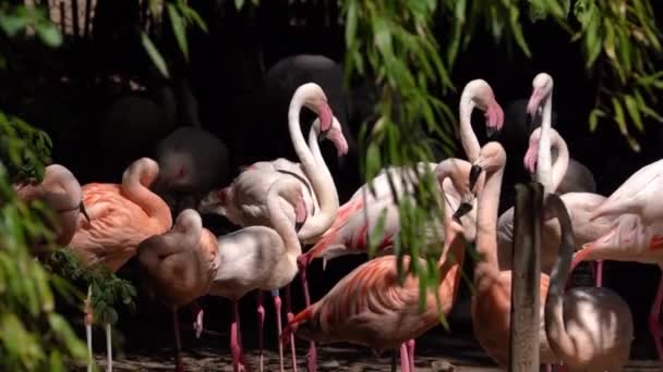 Flamboyance Der Flamingos Auf Dem Sumpf Während Des Sonnigen Tages — Stockvideo