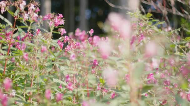 夏には背景がぼやけて森から木と紫色の花の美しいベッド 小さな蜂がショットを飛んでいます 被写界深度が浅いトラッキングショット — ストック動画