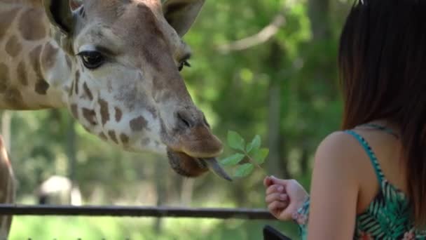 Giraffe Grijpt Eten Van Vrouwen Handen Tijdens Het Nemen Van — Stockvideo