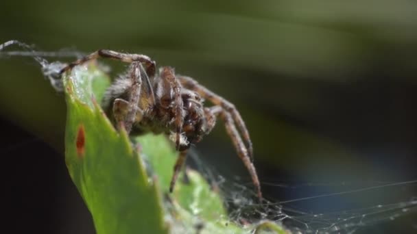Gros Plan Une Araignée Mangeant Proie Recouverte Toile Sur Feuillage — Video