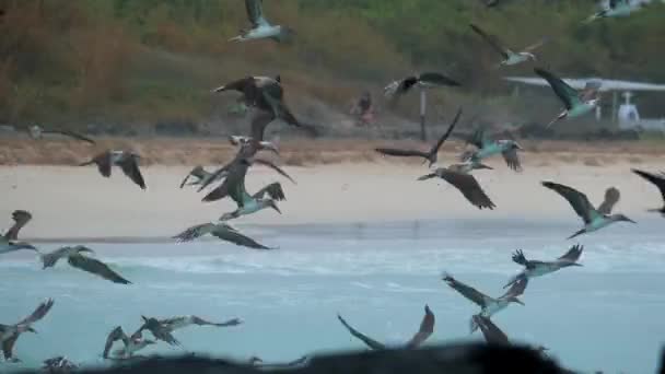 Fütterungswahn Der Blaufußtölpel Isla Isabela Galapagos Ecuador — Stockvideo