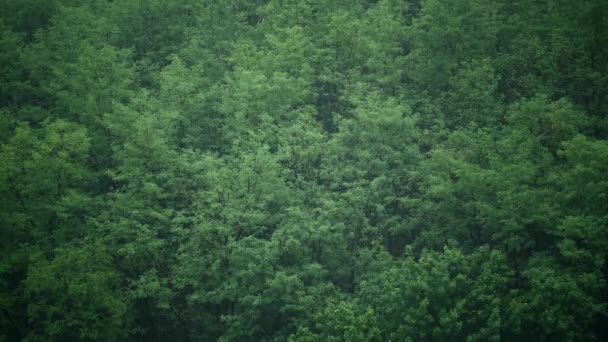 Árvore Ramo Folha Chuva Hungria — Vídeo de Stock
