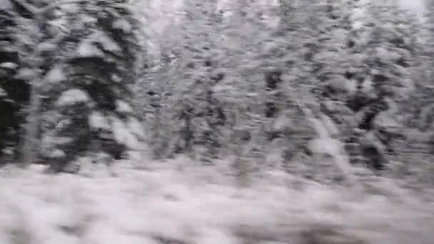 雪の森の横カメラの動き 曇りの日に冷たい北の気候の天然資源松 — ストック動画