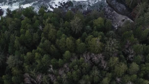 Drone Shot Przelatujący Nad Lasem Aby Ujawnić Ocean Spokojny Wyspie — Wideo stockowe