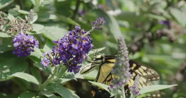 Monarch Butterfly Opyluje Květinu — Stock video