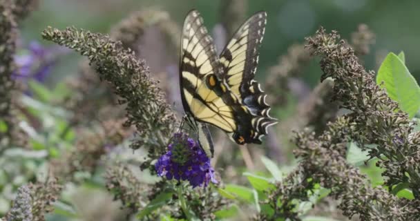モナーク蝶は花を研磨し 離れて飛ぶ — ストック動画
