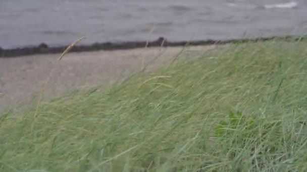 Saftige Gräser Ufer Schwanken Wind Nahaufnahme — Stockvideo