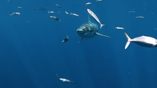 Grande Assustador Grande Tubarão Branco Mergulhador Pov Perto Das Ilhas — Vídeo de Stock