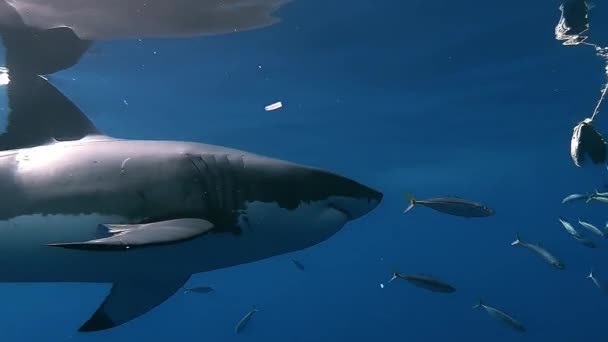 Великий Біла Акула Хижак Після Приманки Тунця Біля Поверхні Океану — стокове відео