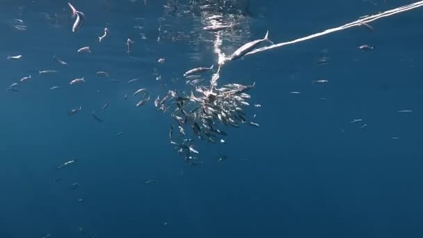 정어리 물고기에둘러 백상아리 다랑어 미끼를 공격하는 백상아리 — 비디오
