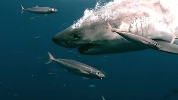 Velký Bílý Žralok Široká Otevřená Tlama Ostrými Špičatými Zubatými Zuby — Stock video