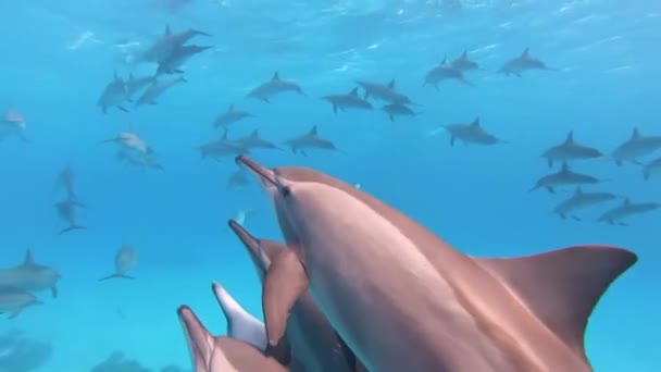 Pod Beautiful Bottlenose Dolphins Swimming Red Sea Sataya Reef Egypt — Stock Video