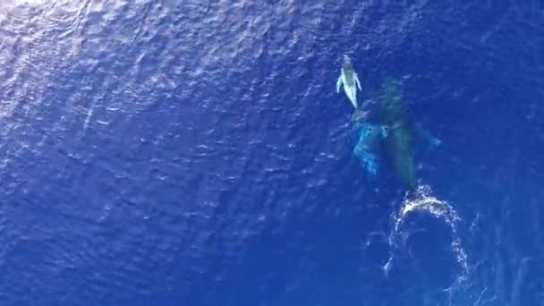 Una Ballena Jorobada Madre Ternera Océano Con Buceadores Humanos Nadando — Vídeo de stock