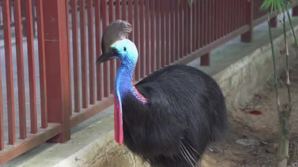 Boy Trying Reach Out Fence Pat Flightless Southern Cassowary Casuarius — Stock Video