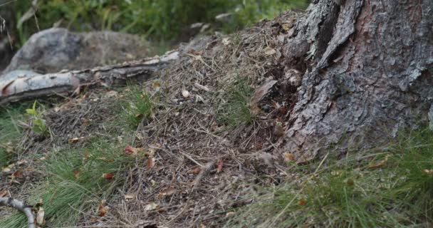 Κουκουνάρια Πεύκων Πέφτουν Στο Έδαφος Δίπλα Στον Κορμό Φθινόπωρο Κοντά — Αρχείο Βίντεο