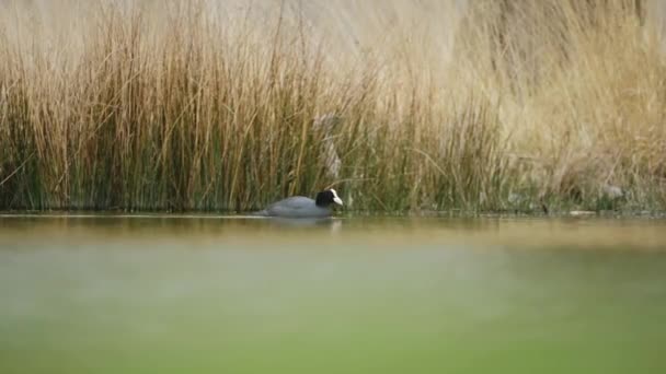 Moorhuhn Auch Sumpfhühner Gallinula Chloropus Britische Wasservögel Auf Einem Teich — Stockvideo