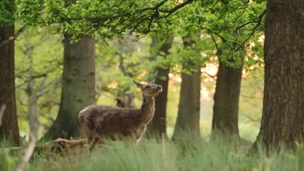 Wildlife Female Red Deer Feeding Eating Leaves Tree Standing Hind — ストック動画