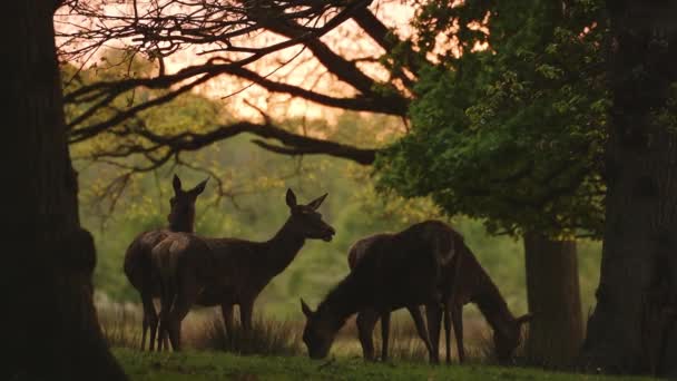 Wildlife Herd Female Red Deer Walking Richmond Park Sunset Amazing — стокове відео