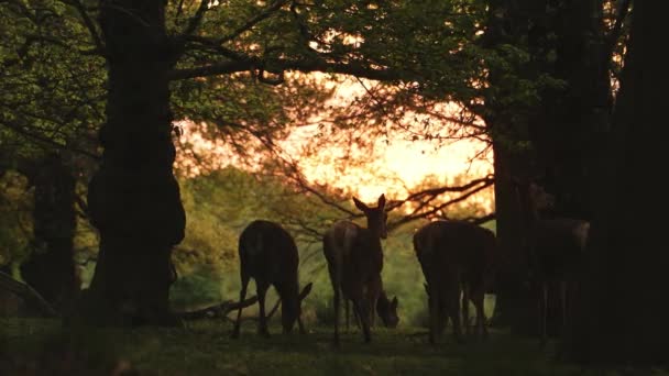 Wildlife Herd Female Red Deer Walking Richmond Park Sunset Amazing — Stockvideo