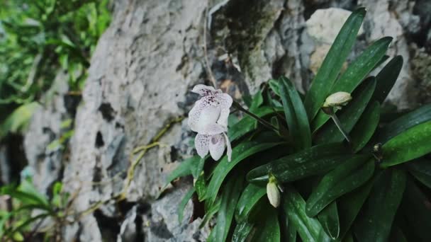 Orchid Flower Thailand Endemic Species Ang Thong Ladys Slipper Orchid — Stok video