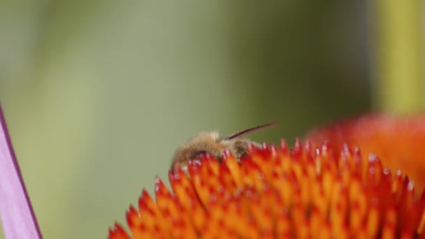 Extreme Nahaufnahme Einer Honigbiene Die Pollen Von Einer Orangefarbenen Zapfenblüte — Stockvideo